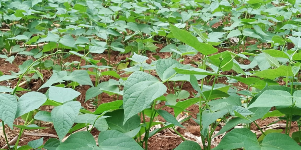 A beans plantation in Kenya.