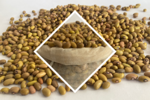 Yellow Beans Featured Image as used in an article about bean farming in Kenya