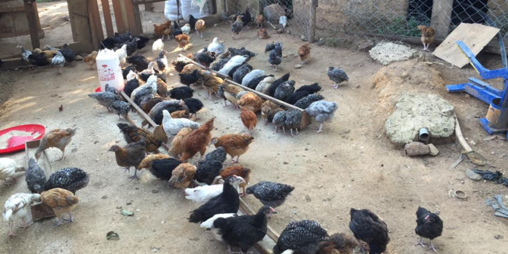 Improved Kienyeji chicken feeding in a farm in Kakamega County, Kenya