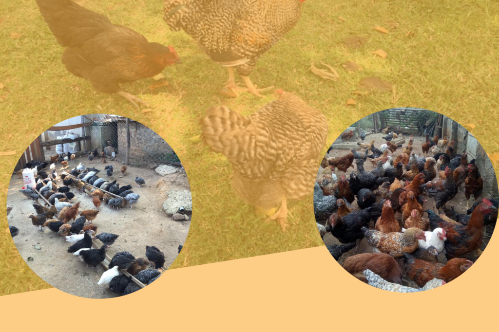 Improved Kienyeji Chicken Farming in Kenya