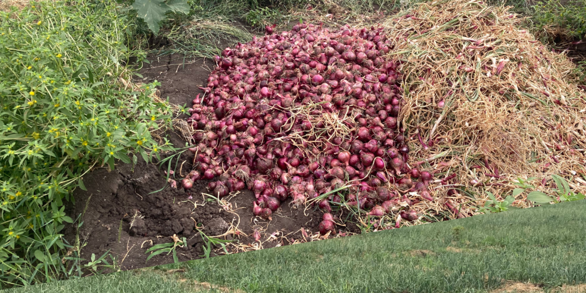 Onion Farming Featured image as used in an article on onion farming in Kenya
