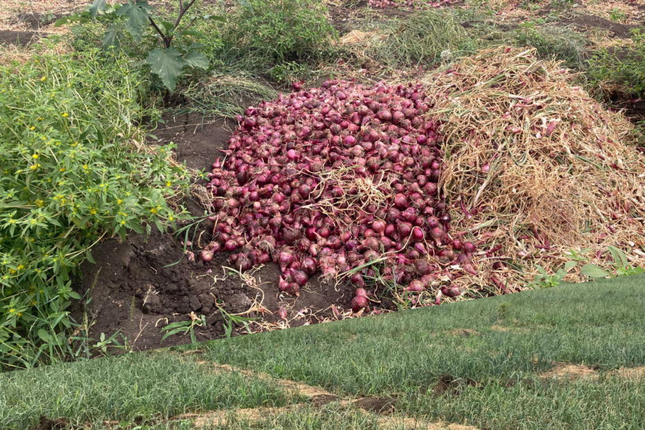 Onion Farming Featured image as used in an article on onion farming in Kenya