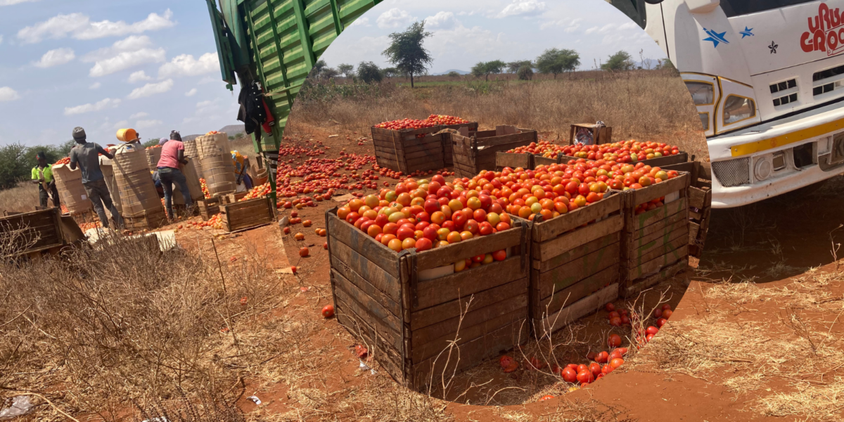 Tomato Farming in Kenya Featured Image