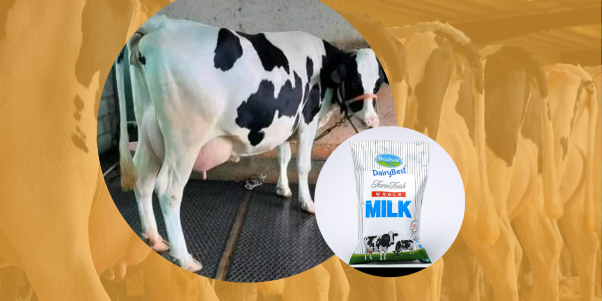Dairy Farming in Kenya