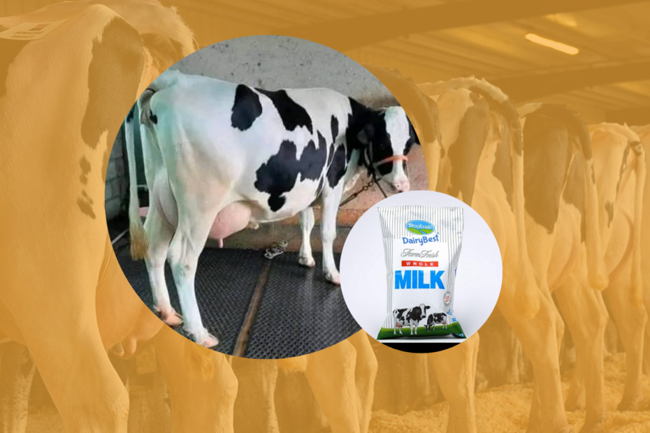 Dairy Farming in Kenya