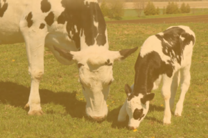 Dairy Farms in Kenya Featured Image