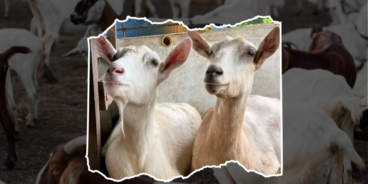 Featured image as used in an article about Goat Farming in Kenya