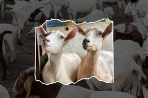 Featured image as used in an article about Goat Farming in Kenya